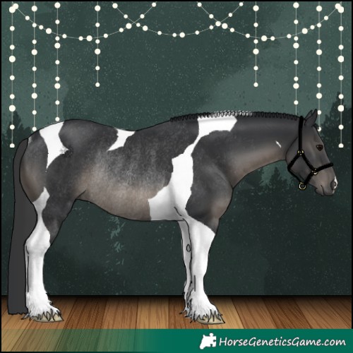 Horse Color:Black Tobiano Rabicano