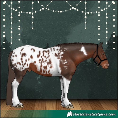 Horse Color:Liver Chestnut Tobiano Appaloosa