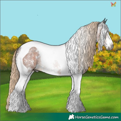 Horse Color:Gray Chocolate Palomino Sabino Tobiano Appaloosa Rabicano 
