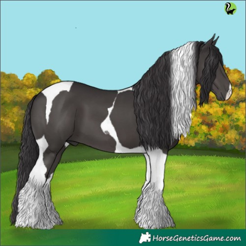 Horse Color:Smoky Black Tobiano 