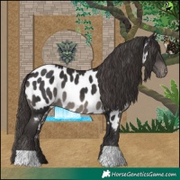 Horse Color:Smoky Black Near Leopard 