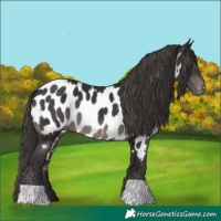 Horse Color:Smoky Black Appaloosa 