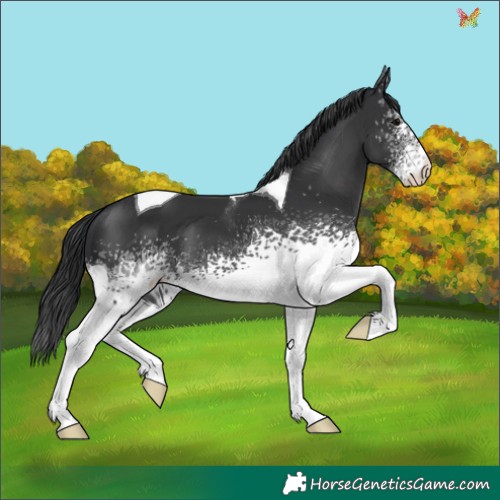 Horse Color:White Spotted Black Tobiano Appaloosa 