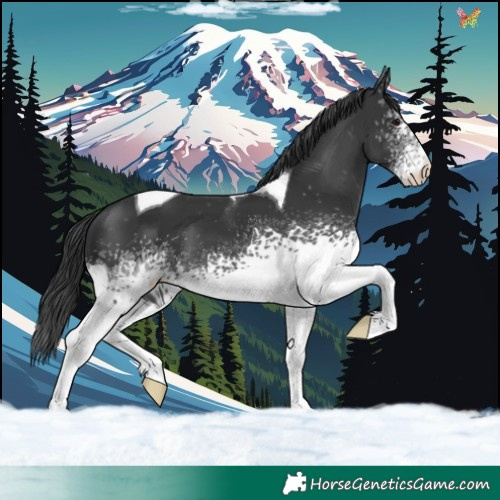 Horse Color:White Spotted Black Tobiano Appaloosa 