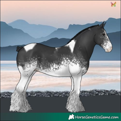 Horse Color:White Spotted Black Tobiano Varnish 