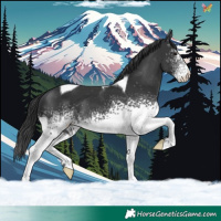 Horse Color:White Spotted Black Tobiano Appaloosa