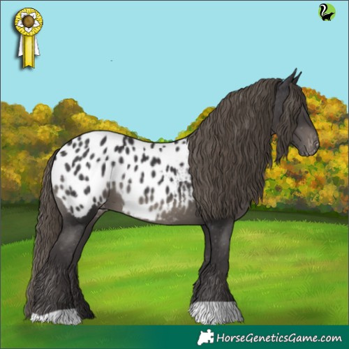 Horse Color:Smoky Black Appaloosa 