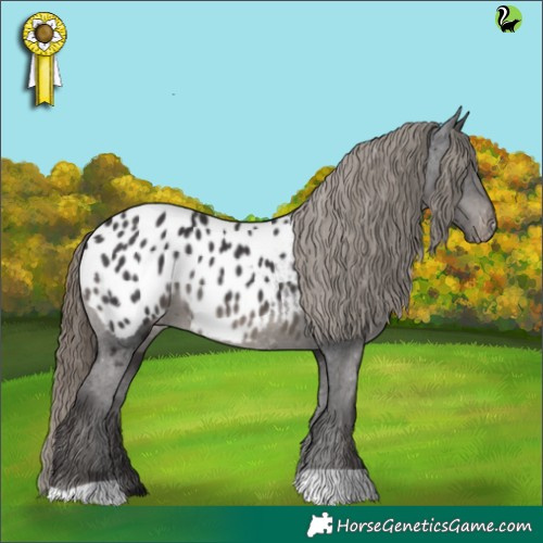 Horse Color:Smoky Black Appaloosa 