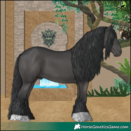 Horse Color:Black 