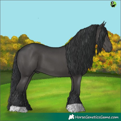 Horse Color:Black 