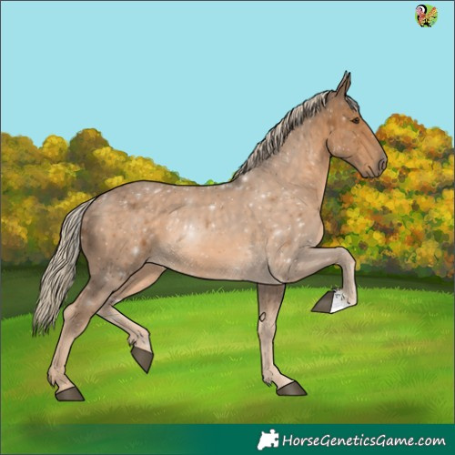 Horse Color:Chocolate Palomino 