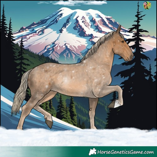 Horse Color:Chocolate Palomino 