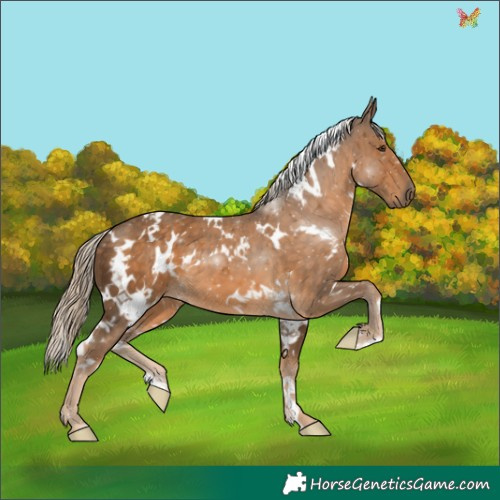 Horse Color:White Spotted Chocolate Palomino 