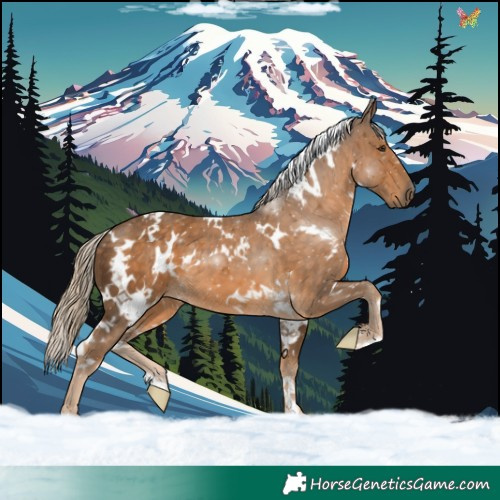 Horse Color:White Spotted Chocolate Palomino 