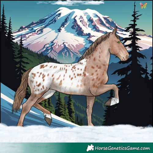 Horse Color:Chestnut Blanket 