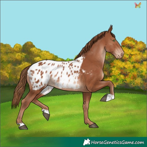 Horse Color:Chestnut Appaloosa 