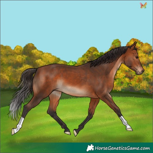Horse Color:Bay 