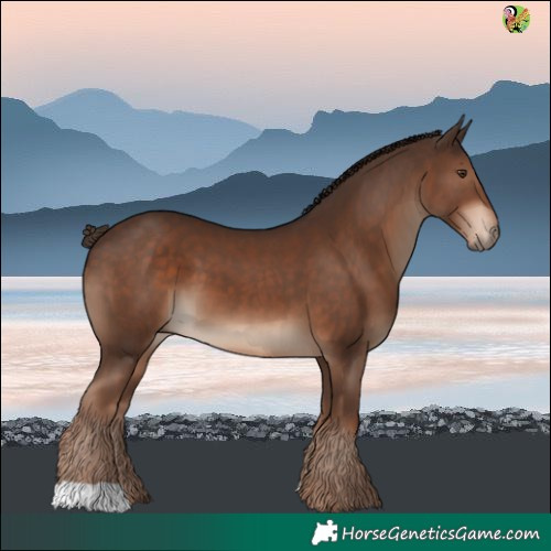 Horse Color:Liver Chestnut 