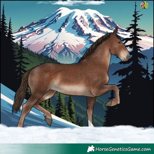 Horse Color:Liver Chestnut 