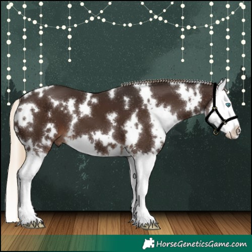 Horse Color:White Spotted Liver Chestnut Splash