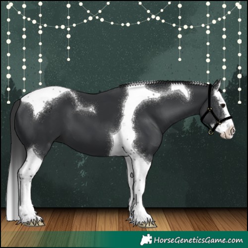 Horse Color:Black Splash Tobiano