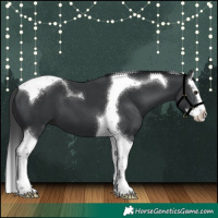 Horse Color:Black Splash Tobiano 