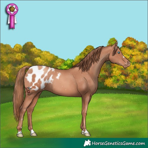 Horse Color:Gold Champagne Appaloosa Rabicano 
