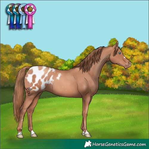Horse Color:Gold Champagne Blanket Rabicano 