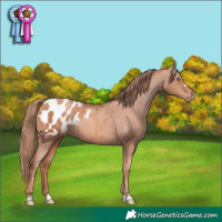 Horse Color:Gold Champagne Appaloosa Rabicano 