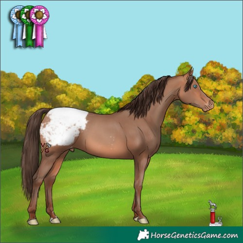 Horse Color:Amber Champagne Appaloosa Rabicano 