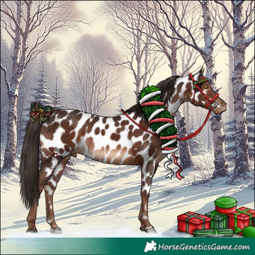 Horse Color:Liver Chestnut Appaloosa 