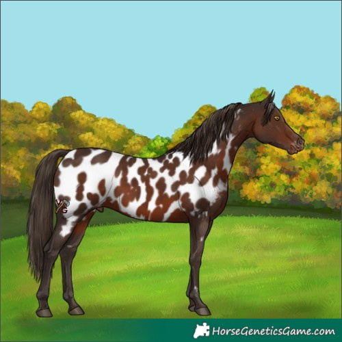 Horse Color:Liver Chestnut Appaloosa Rabicano 