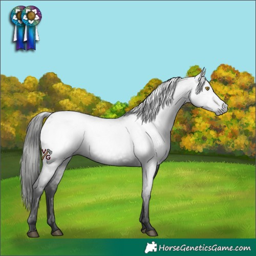 Horse Color:Gray Liver Chestnut Snowcap Rabicano 