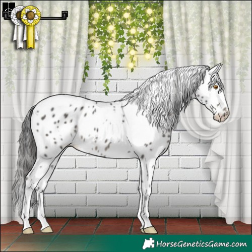 Horse Color:White Spotted Black Appaloosa 