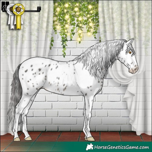 Horse Color:White Spotted Black Leopard 
