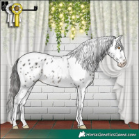 Horse Color:White Spotted Black Appaloosa