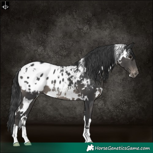 Horse Color:White Spotted Black Blanket 