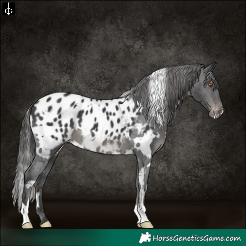 Horse Color:White Spotted Black Appaloosa