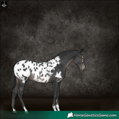 Horse Color:Black Blanket 