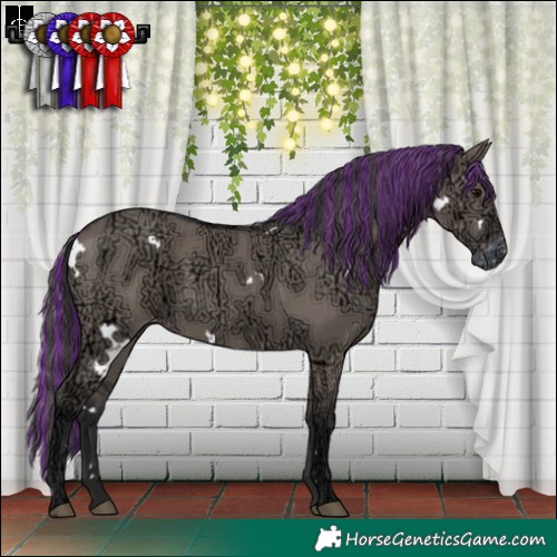 Horse Color:Painted White Spotted Grullo Ice Appaloosa 
