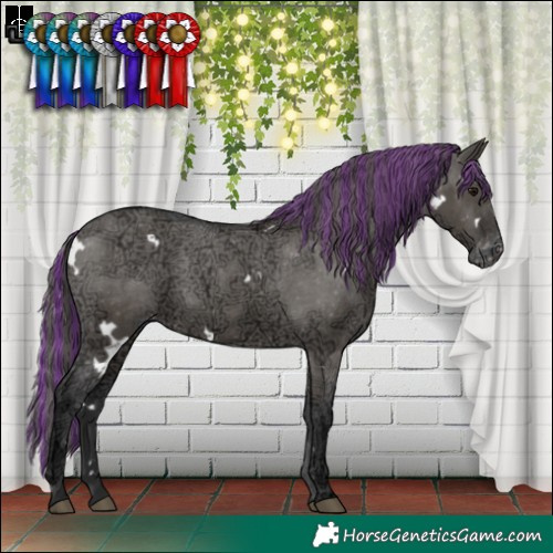 Horse Color:Painted White Spotted Grullo Ice Varnish 