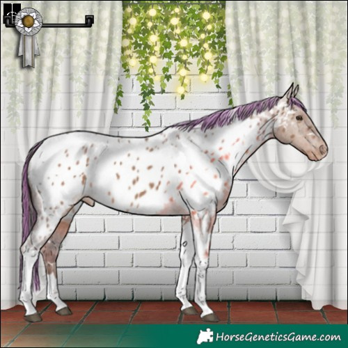 Horse Color:Painted White Spotted Liver Red Dun Tobiano Near Leopard 