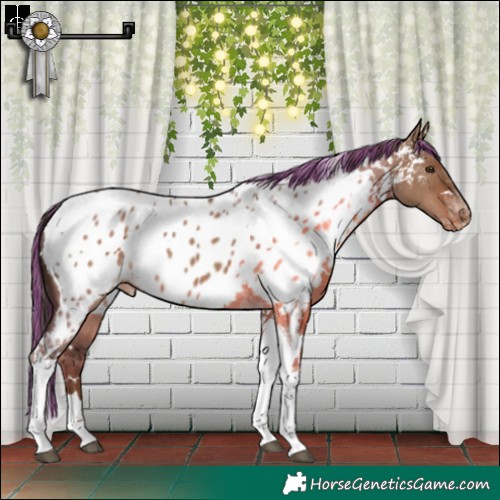 Horse Color:Painted White Spotted Liver Red Dun Tobiano Appaloosa 