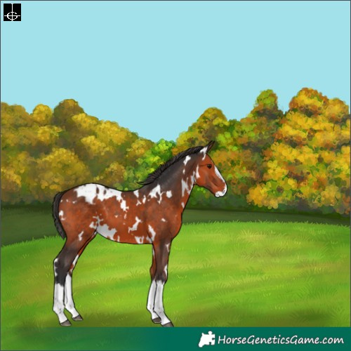 Horse Color:White Spotted Bay Splash Varnish 