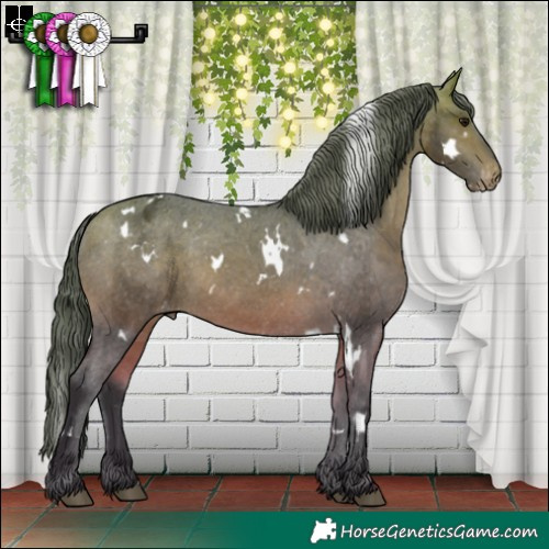 Horse Color:White Spotted Bay Varnish 