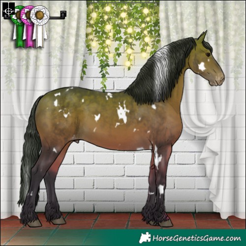 Horse Color:White Spotted Bay Appaloosa 