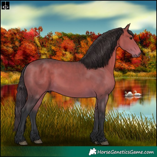 Horse Color:Bay 