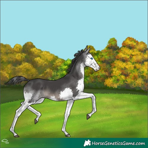 Horse Color:Black Splash