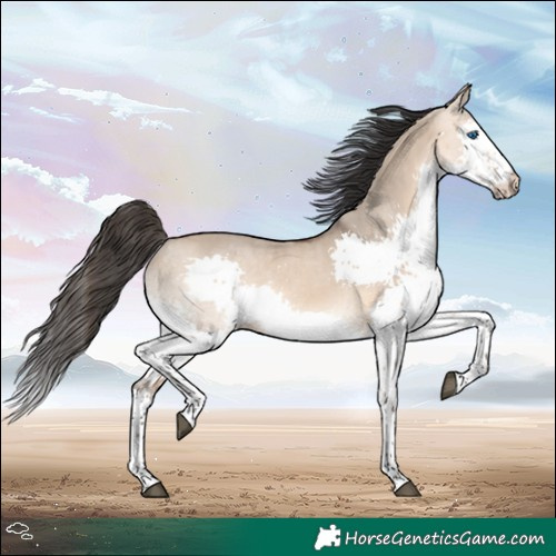 Horse Color:Bay Dun Splash 