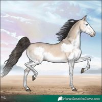 Horse Color:Bay Dun Splash